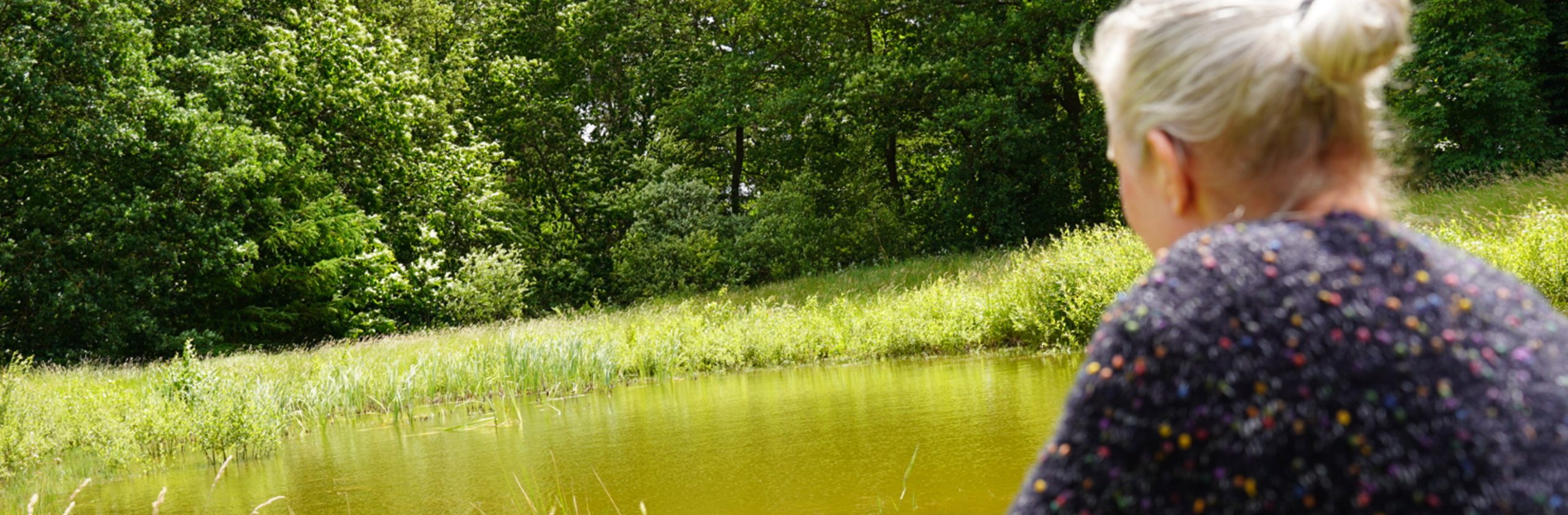 natuurgebied van nijeveen, drenthe bij het lokaal op de berg